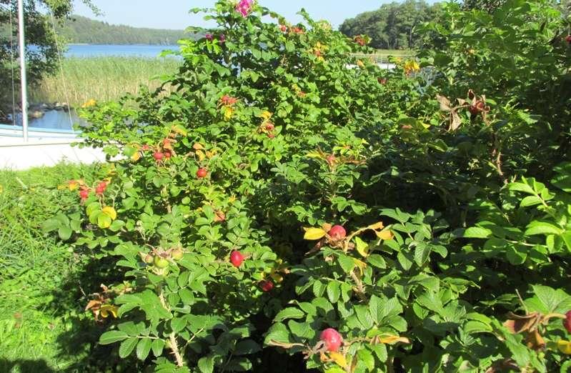 Fot. 6. Owocująca róża pomarszczona rosnąca przy zachodnim brzegu jeziora Hańcza Sumak octowiec. Stwierdzono 5 stanowisk punktowych. Na wszystkich stanowiskach liczba osobników nie przekraczała 50.