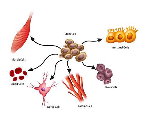 KOMÓRKI MACIERZYSTE (STEM CELLS) czym są? Zdolność do samoodnowy, dzięki której przez całe życie organizm zachowuje pulę komórek macierzystych.