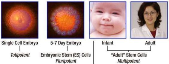 KOMÓRKI MACIERZYSTE (STEM CELLS) wiek ma znaczenie Cord Blood Stem Cells Cord Tissue Stem Cells Bone Marrow Stem Cell