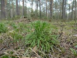NATURALIA 2: 31-34 (2013) 31 Nowe stanowisko widlicza Zeillera Diphasiastrum zeilleri (Rouy) Holub na Wyżynie Małopolskiej New locality of the Zeiller s ground-pine Diphasiastrum zeilleri (Rouy)