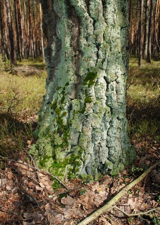 36 Piwowarski B.: Nowe stanowiska ekspansywnych gatunków mchów na Wyżynie Małopolskiej NATURALIA 2: 35-39 (2013) 37 Ryc. 1.
