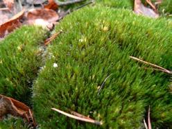 38 Piwowarski B.: Nowe stanowiska ekspansywnych gatunków mchów na Wyżynie Małopolskiej NATURALIA 2: 35-39 (2013) 39 Krzywoszczeć przywłoka Campylopus introflexus (fot.