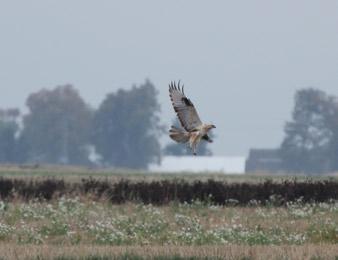 number of records of Long-legged Buzzard Buteo rufinus in the Świętokrzyski Region Piotr Dębowski, Jarosław Sułek, Tomasz Bracik, Andrzej Chwierut, Adam Grzegolec, Roman Maniarski, Włodzimierz