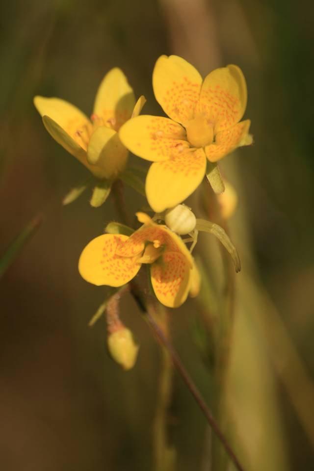 Fot. 3. Skalnica torfowiskowa Saxifraga hirculus gatunek z załącznika II dyrektywy siedliskowej (fot. K. Kiaszewicz).