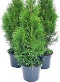 0 cm - 0, zł Thuja Brabat - 50-70