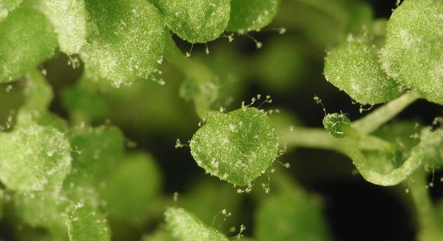 Arabidopsis thaliana