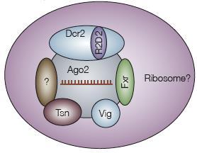 TGS: Transcriptional Gene Silencing (RITS) formowanie
