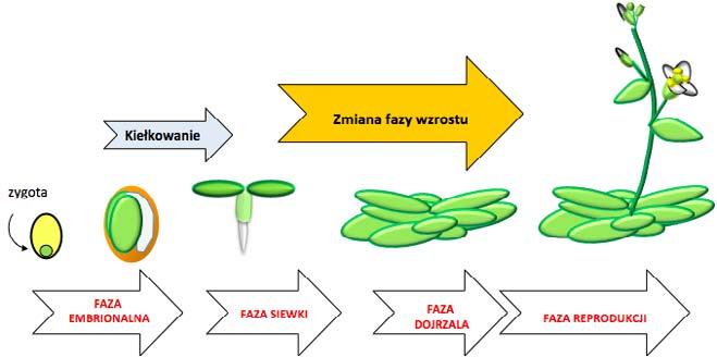 Rola mirna w procesach