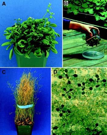 Dlaczego Arabidopsis?