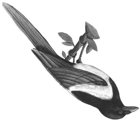 Jerzak L., Kavanagh B.P., Tryjanowski P. (red.) Ptaki krukowate Polski [Corvids of Poland] Bogucki Wyd. Nauk.
