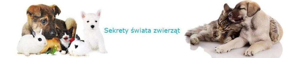 Nowiny Numer 7 03/2017 Strona 6 TELEWIZJA DLA PSÓW 4 czerwca 2016 roku kanał Animal Planet HD uruchomił program telewizyjny Dog TV, przeznaczony specjalnie dla psów.