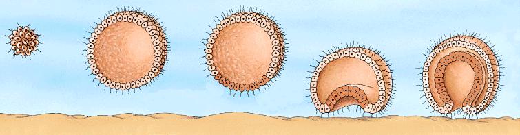 wić ZWIERZĘTA ścisłe ujęcie choanoflagellat Monosiga microvilli "Blastea"