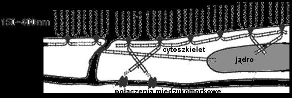 glycocalyx POŁĄCZENIA komórek zwierzęcych