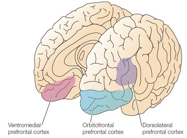 Neuropsychological, neuroanatomical and neurochemical levels Neuroscience and Biobehavioral