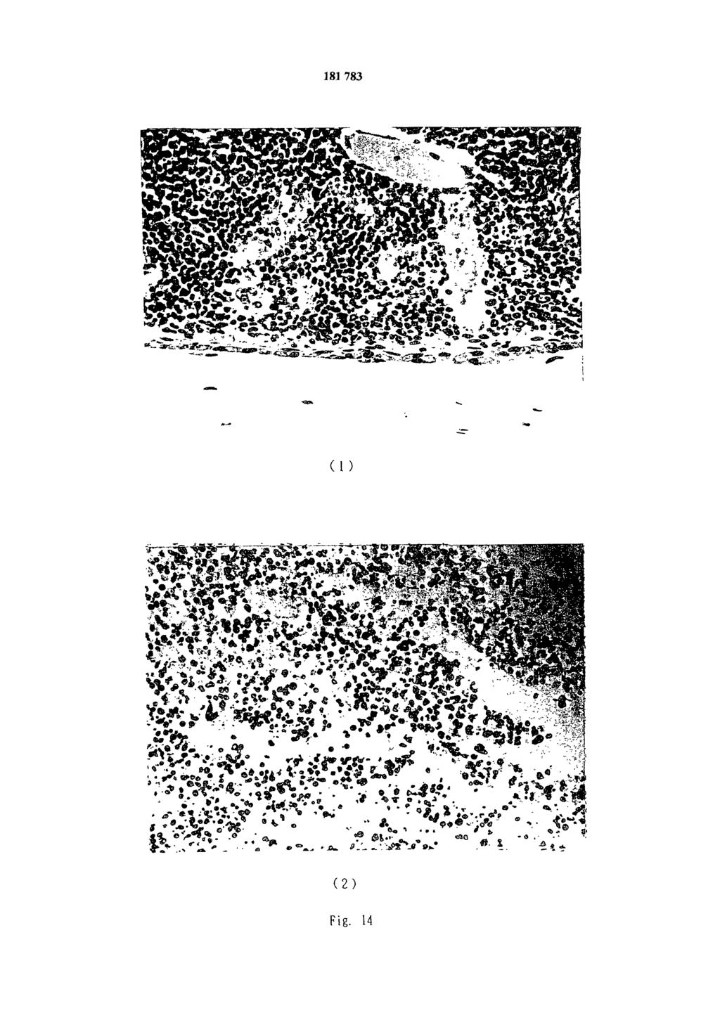 Fig. 14