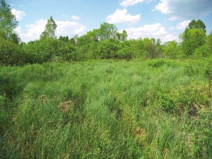 co obrazuje występowanie gytii pod pokładami torfu, które następnie wypełniły się osadami organicznymi (Bałaga i in. 1995). Mechowiska pokrywają około połowę powierzchni tych torfowisk.