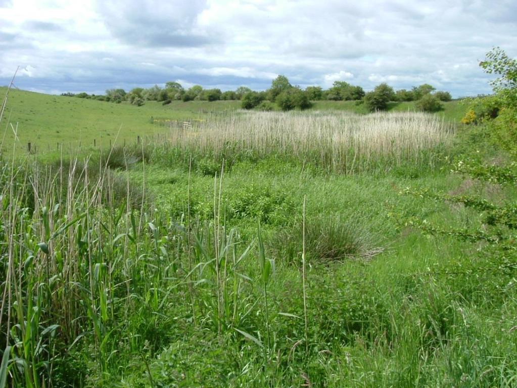 Tworzenie sztucznych mokradeł u ujścia systemów melioracyjnych (treatment wetlands) Retencja wody wpływ na lokalny cykl hydrologiczny wychwytywanie fosforanów