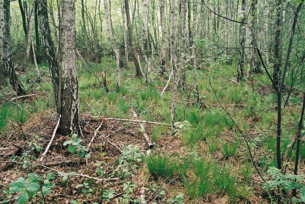 Lasy Parku to przede wszystkim lasy bagienne na torfowiskach Subborealne