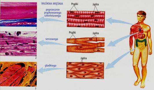 TKANKA MIĘŚNIOWA Mięśnie poprzecznie prążkowane szkieletowe Biologia komórki włókna mięśniowego: długie wielojądrzaste włókna jądra na obwodzie włókien otoczone sarkoplazmą, wyposażone w system