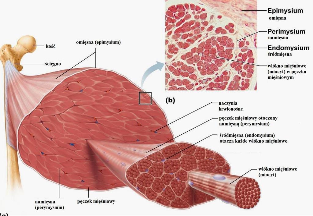 Struktura mięśni szkieletowych Mięśnie szkieletowe stanowią 40 50% masy ciała; są one zbudowane z pojedynczych wielojądrzastych komórek o