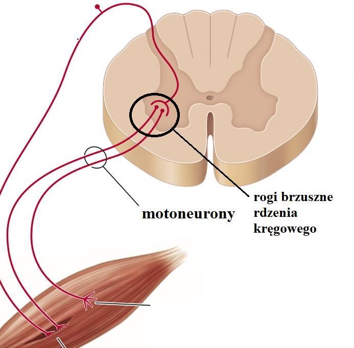 JEDNOSTKA MOTORYCZNA (płytka motoryczna) motoneuron wraz