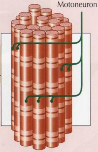 motoneurony niska pobudliwość motoneuronów bardzo szybkie