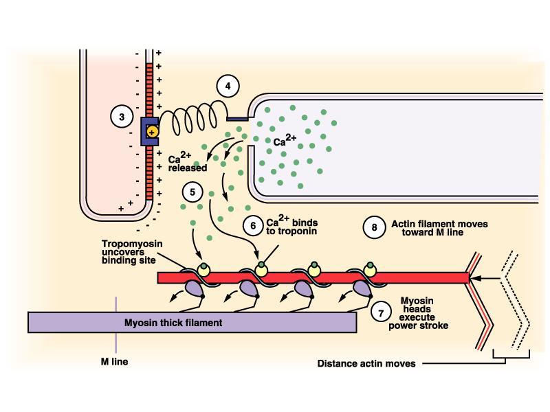 Molekularny mechanizm skurczu 3. Zmiana konformacji receptora DHP Receptor rianodynowy 4.