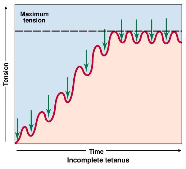Skurcz tężcowy niezupełny Następuje wzrost częstotliwości występowania po sobie kolejnych bodźców o określonej sile, w wyniku czego mięsień nie ma
