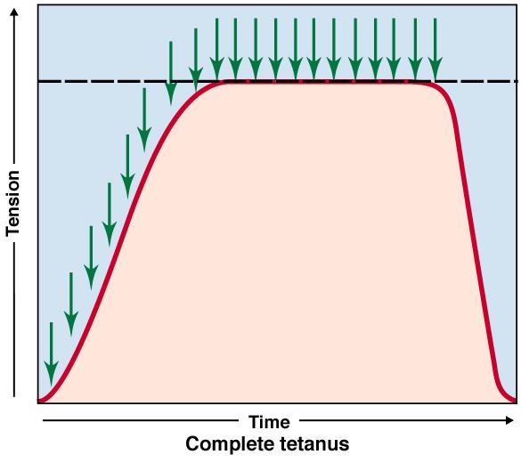 Skurcz tężcowy zupełny Działanie dużej liczby bodźców w krótkim czasie powoduje, że brak jest jakiegokolwiek rozkurczu, a kolejne skurcze