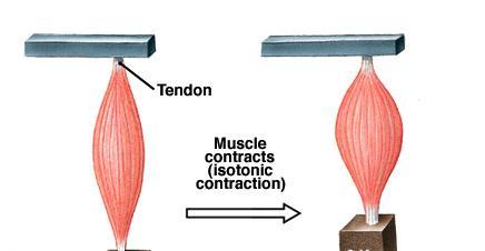 Skurcz izotoniczny L L = max V = max F = 0 M = 0 W = 0 L długość mięśnia, V