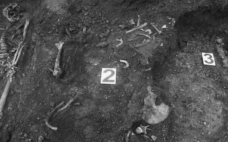 ZAGROŻENIE ŻYCIA I ZDROWIA CZŁOWIEKA grobowych. W pozostałych przypadkach kości były ułożone bez kontekstu anatomicznego i nosiły ślady mechanicznego naruszenia (fot. 1)