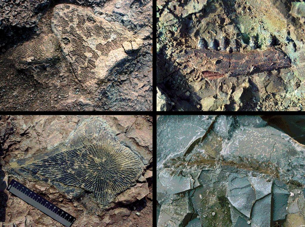 ŚLĄSKIE DINOZAURY NIE TYLKO Z KRASIEJOWA IV Sesja Popularnonaukowa zorganizowana przez Instytut Paleobiologii PAN i Koło Naukowe Paleontologów Paradoxides (Uniwersytet Śląski) 7 września 2010 r.