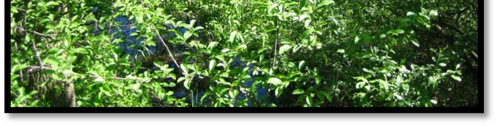 26) Szklarka zielona (Cordulia aenea) Fot.