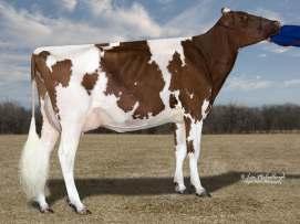 HF CZARNO - BIAŁY GARIK 147HO02433 TV* TL* TY* TD* Regancrest-Bh Snow Garik-ET Snowman x Goldwyn x Shottle Reg: HOUSA000066626491 DOB 06/21/2011 DMS: 123,234 aaa: 132465 HH3 A1A1 12/2016 OCENA