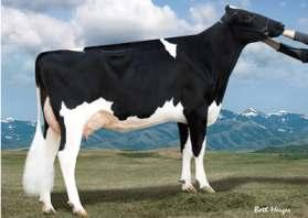 3x 365d 43670m 0 1291f 1 1358p Ojciec Matki: Braedale Goldwyn TV TL Matka Matki: Gloryland Lakota Rae-ET VG-88 DOM 02-03 2x 365d 22850m 8 857f 3 751p HF CZARNO - BIAŁY 10 CÓREK 5 STAD +2,01 +1,20