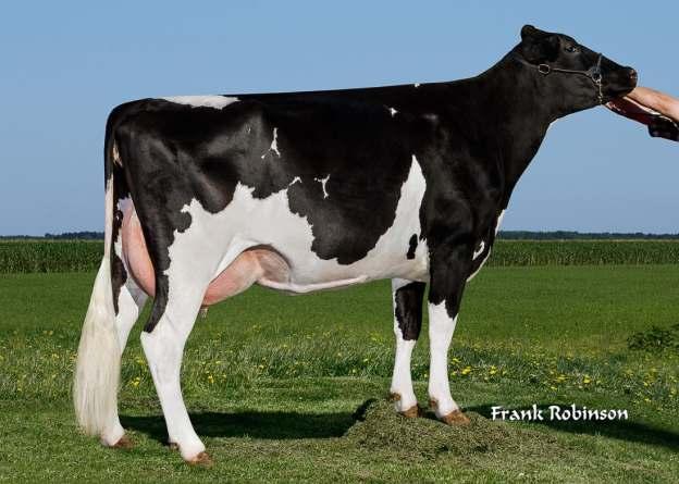 MEGA-WATT RC 151HO03130 RC* TV* TL* TY* TD* Mr Dds Mega-Watt-ET RC Megasire x Alchemy *RC x Super Reg: HO840003010365126 DOB 07/29/2014 aaa: 432 HHR BE A1A2 1219-0,03 37 0,04 47 77 2,58 6,2 3,2 3,0