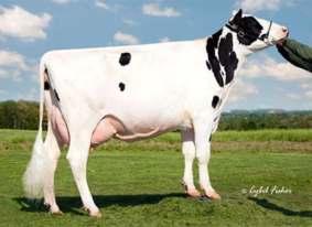 MOXI 151HO03261 TV* TL* TY* TD* Edg Kb Moxi 31167-ET Kingboy x Numero Uno x Robust Reg: HO840003126775172 DOB 02/18/2015 RHA: 99% aaa: 243 BB A2A2 823 0,07 49 0,05 39 78 2,74 5,0 2,9 2,3 109 CENA *
