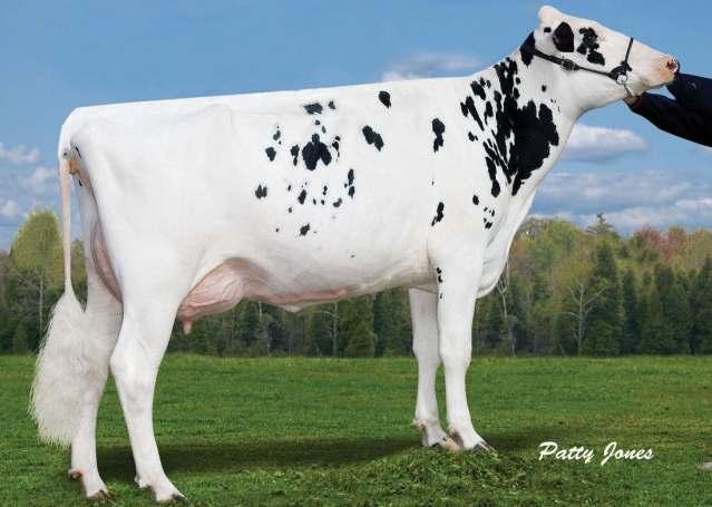 BATTLE 551HO03269 TV* TL* TD* Mr Draco Battle 67469-ET Draco x Mogul x AltaBaxter Reg: HO8400031236118 DOB 05/28/2015 aaa: 345 HCD1 AA A1A1 1401 0,12 85 0,03 50 76 2,77 6,8 4,0 3,3 9 2764 2,32 2,35