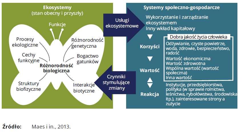 Kapitał naturalny Zasoby Ekosystemy środowiska naturalnego odgrywają podstawową rolę w tworzeniu wyników