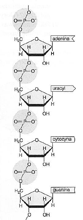 KOD:.. KONKURS PRZEDMIOTOWY Z BIOLOGII dla uczniów gimnazjów 2 marca 2017 r. zawody III stopnia (finał) Przed Tobą test, który składa się z zadań różnego typu.