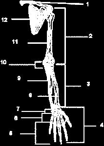Zadanie 5. Rysunek przedstawia schemat budowy kończyny górnej człowieka.