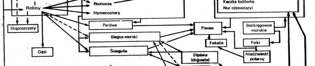 Schemat prostego ekosystemu, przedstawiający