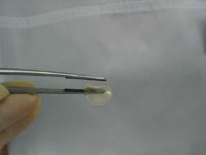 5 mm) and digested with collagenase for 6 8 hours. A picture of a cartilage etched for 2 hours by collagenase is presented in Figure 1.
