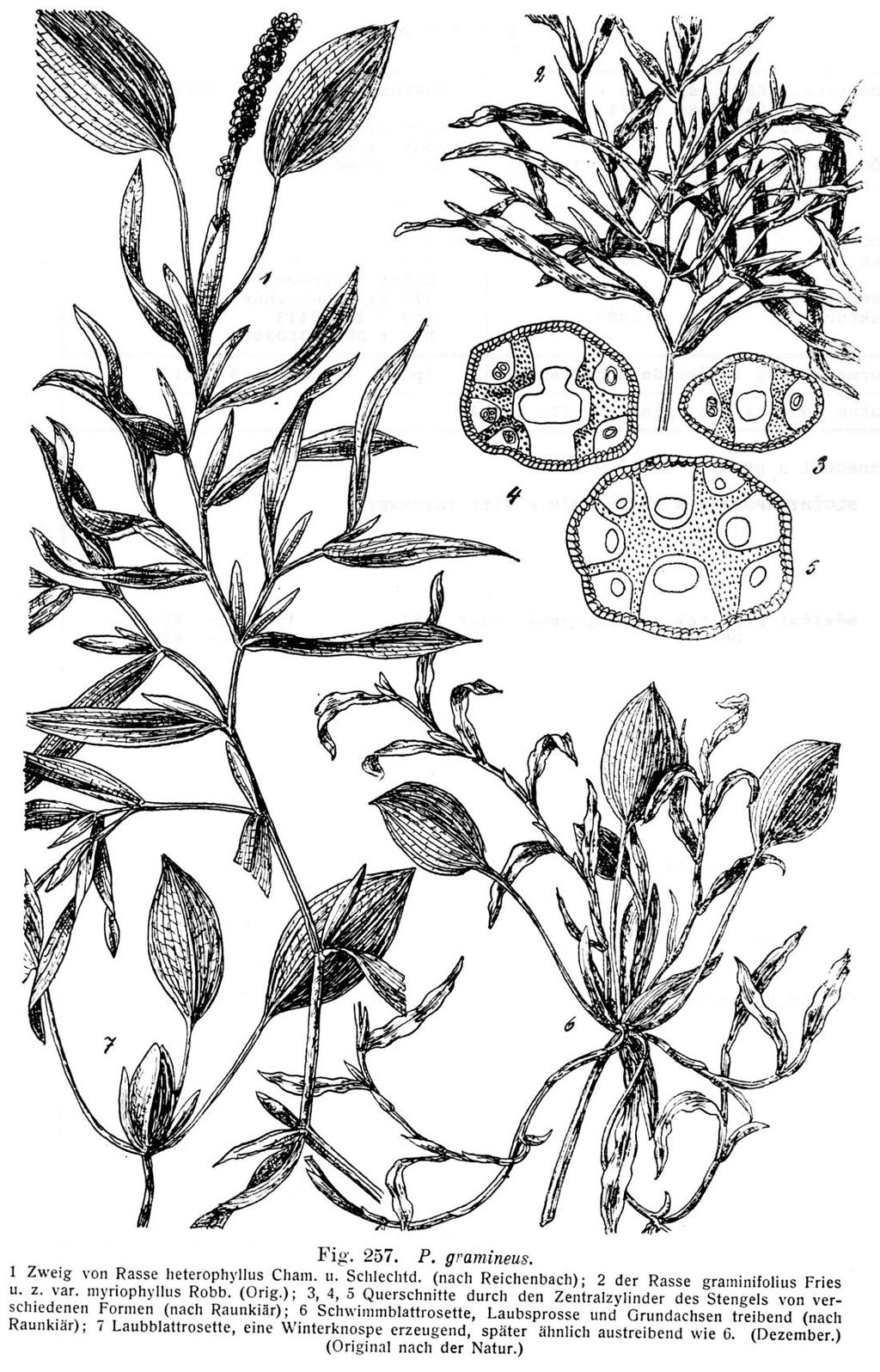 Potamogeton gramineus -przylistki 0,6-3,5 cm dł.