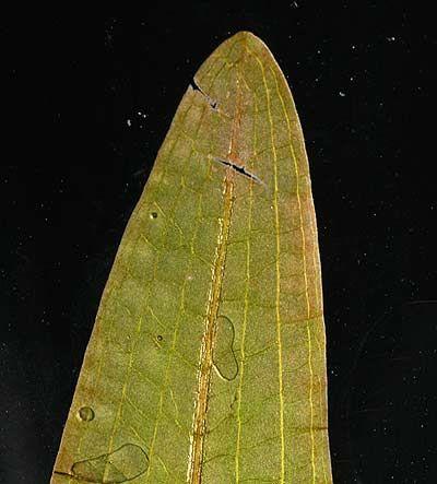 Potamogeton alpinus - liście pływające nieprzezroczyste, skórzaste, po wysuszeniu czerwienieją, 4-9 równoległych żyłek lateralnych po każdej stronie nerwu środkowego, wąsko