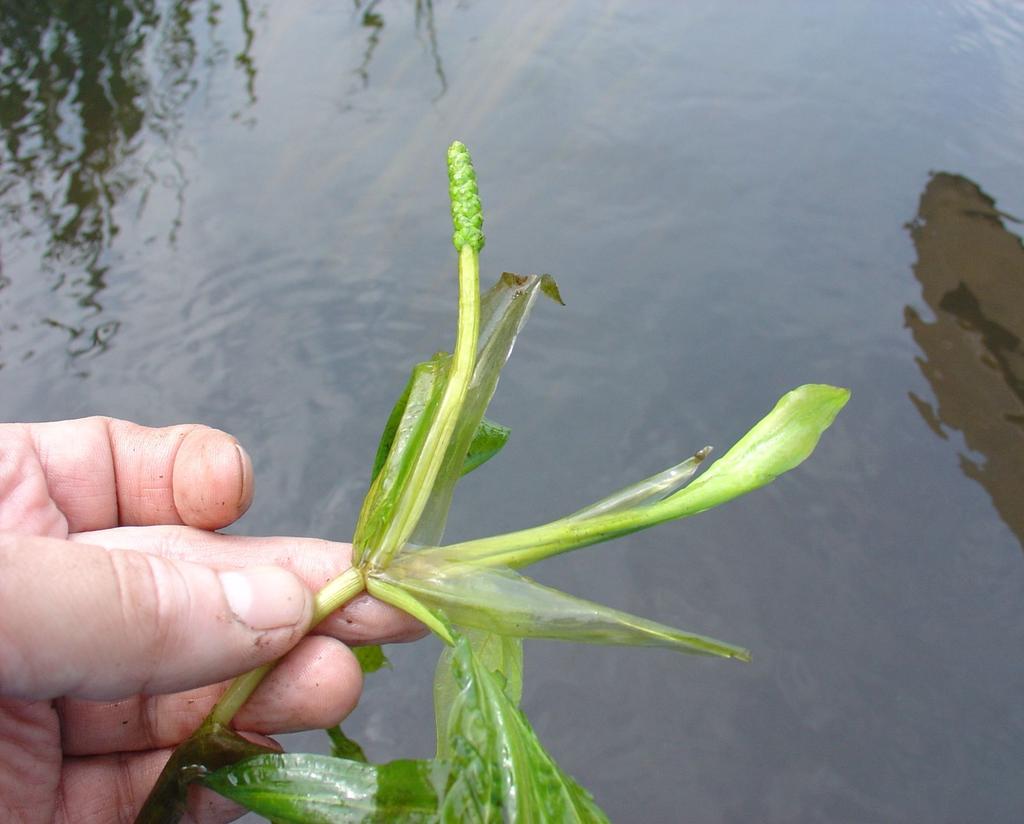 Potamogeton lucens - przylistki 3-8 cm dł.