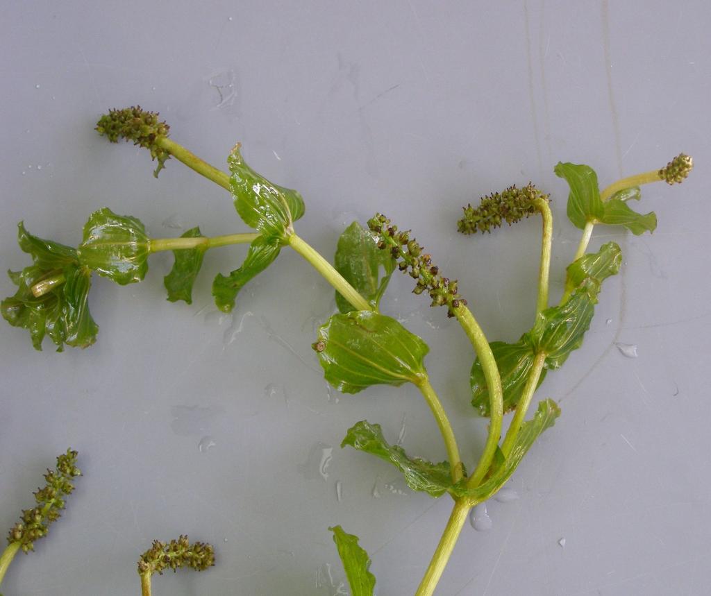 Potamogeton perfoliatus - liście wyłącznie zanurzone półprzezroczyste, 5-12 białawych równoległych żyłek lateralnych po każdej stronie nerwu środkowego (1-3 żyłki są zwykle bardziej rozwinięte ),