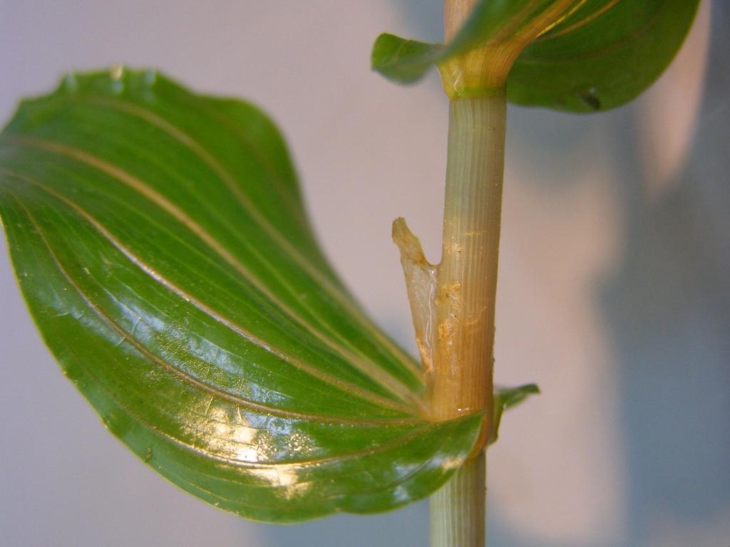 Potamogeton perfoliatus - przylistki 0,3-2,2 cm dł.