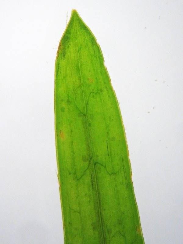 Potamogeton compressus - liście równowąskie, siedzące, u nasady wąsko klinowate,