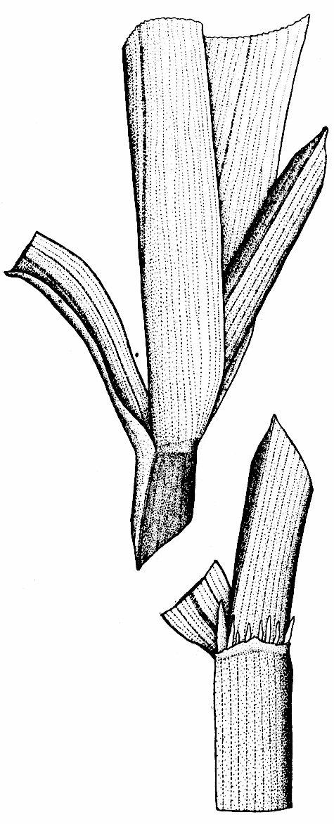 Potamogeton compressus - pochwy liściowe otwarte, - przylistki 2-5,5 cm dł.